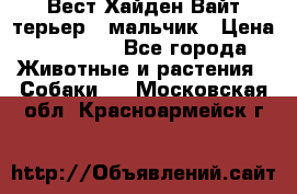 Вест Хайден Вайт терьер - мальчик › Цена ­ 35 000 - Все города Животные и растения » Собаки   . Московская обл.,Красноармейск г.